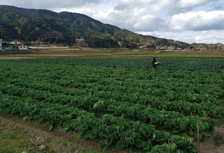 ゴールデンウルヴス福岡が保有する農地