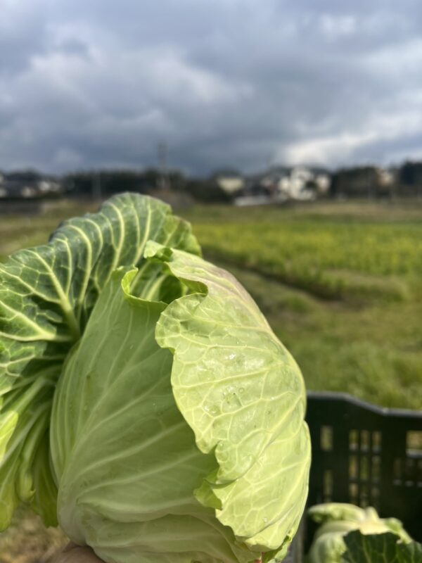 キャベツ