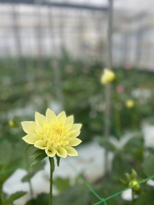 お花