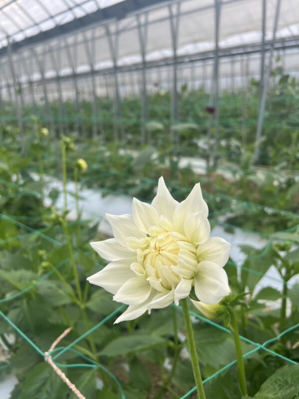 お花