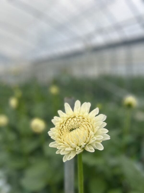 お花