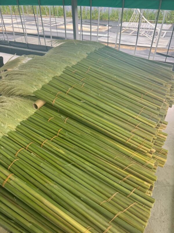 パンパスグラス