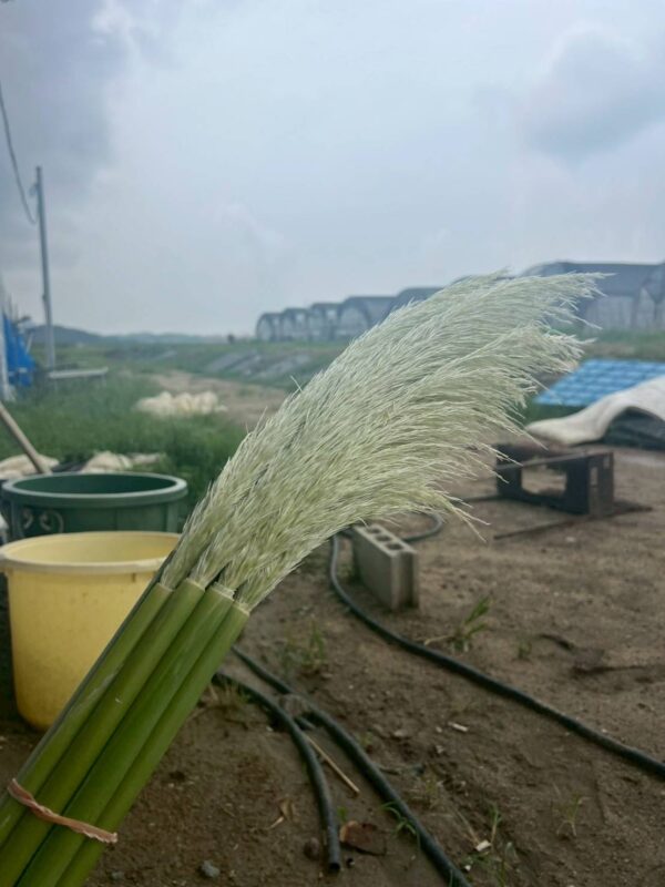 2025年8月_パンパスグラス