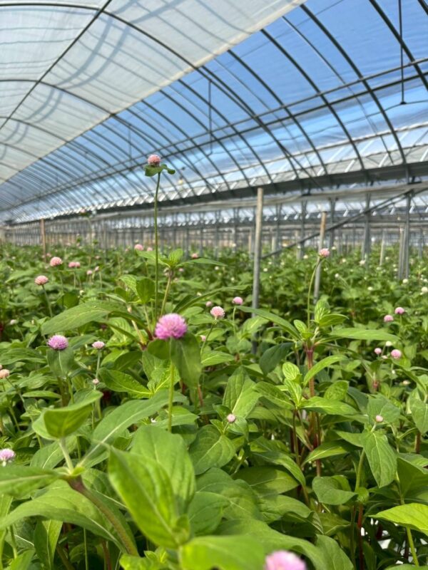 8月お花