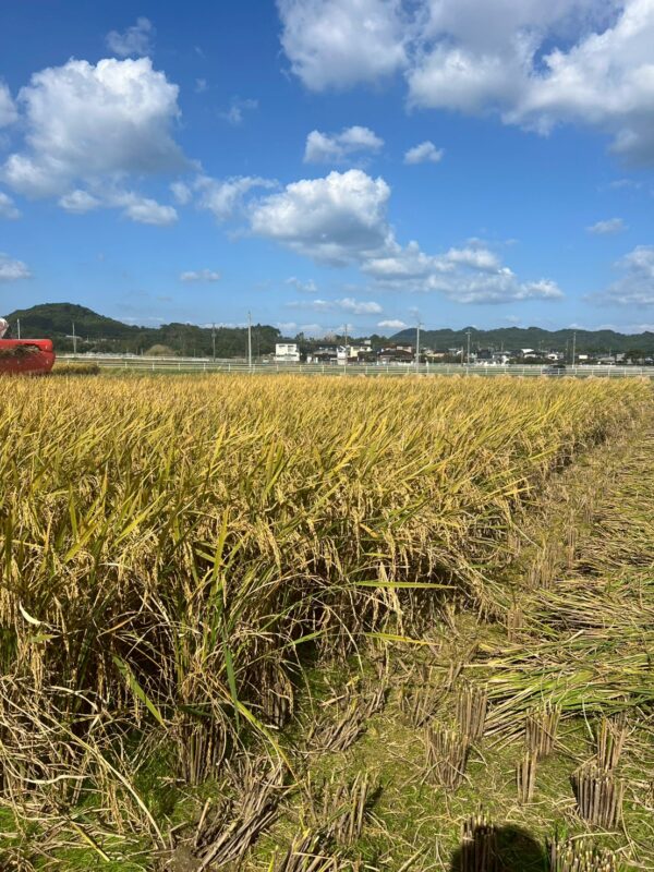 コメ収穫03