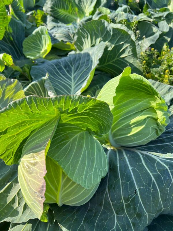 2025年10月野菜01