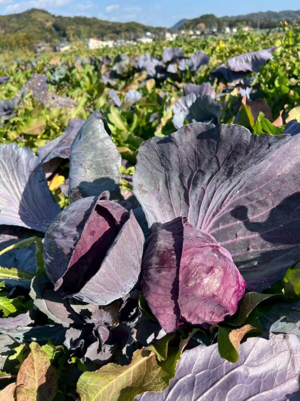 2025年10月野菜02