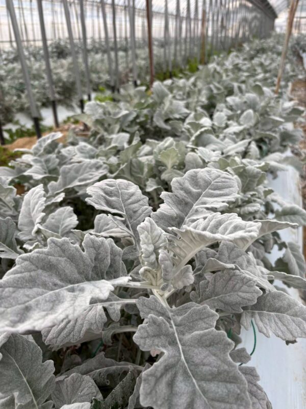 2025年10月お花01