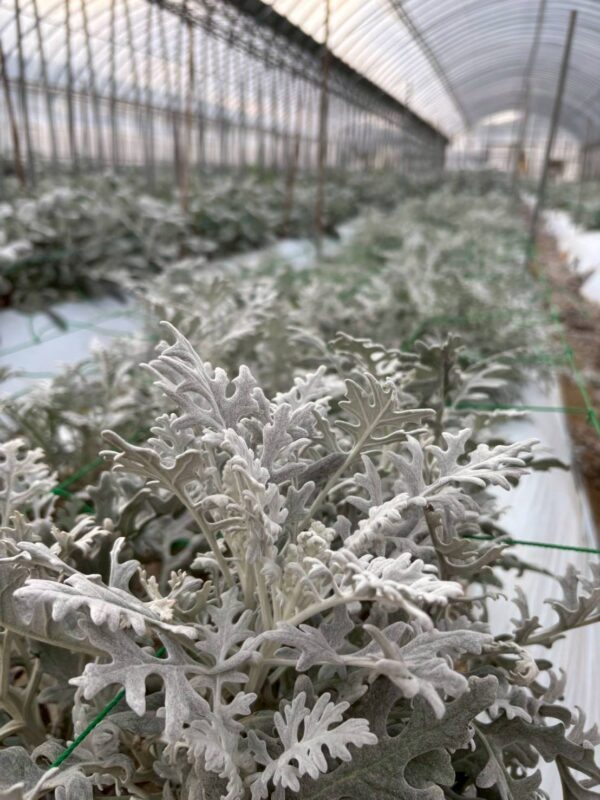 2025年10月お花02