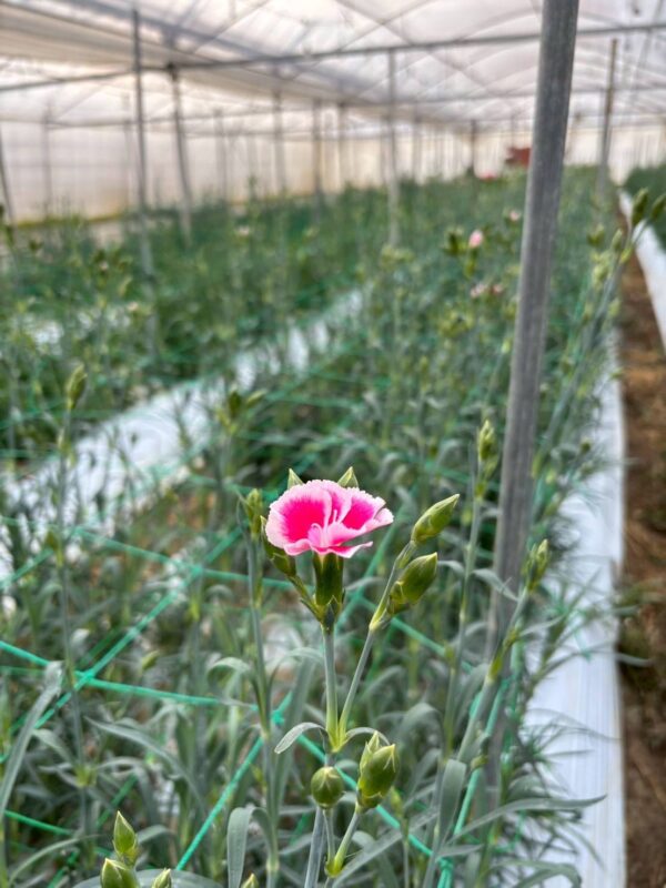 2025年10月お花04