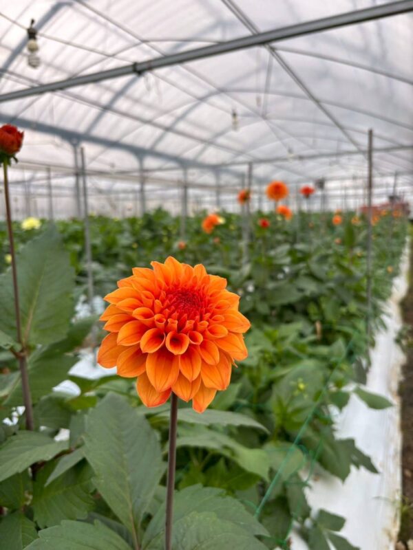 2025年10月お花05