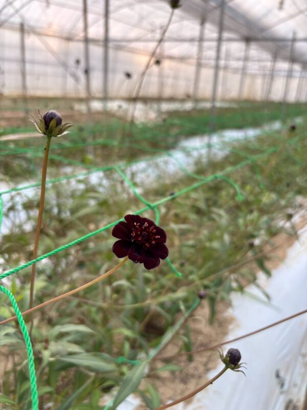 2025年10月お花06