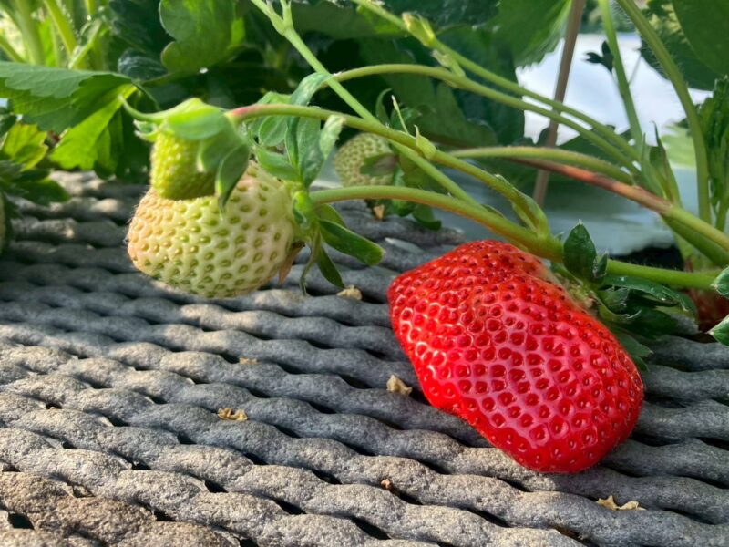 2025年10月いちご01