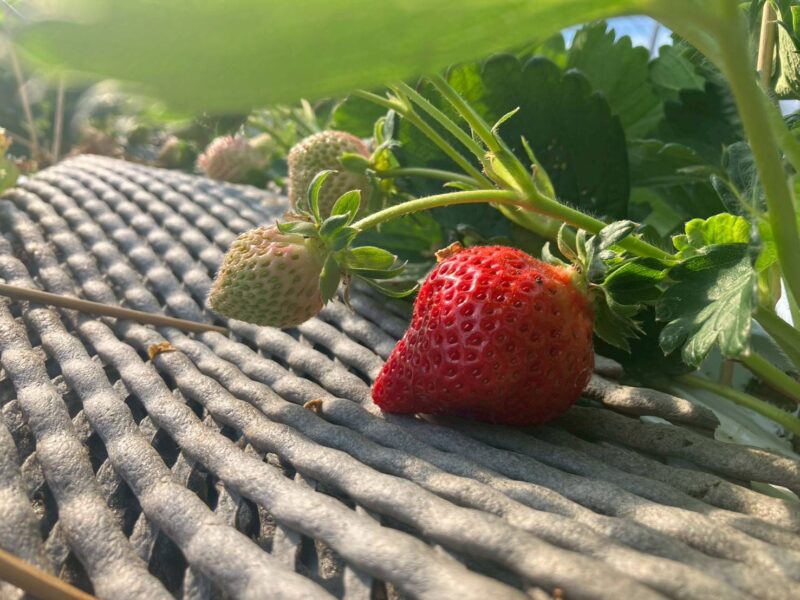 2025年10月いちご02