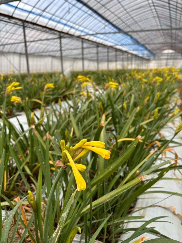 2026年1月お花09