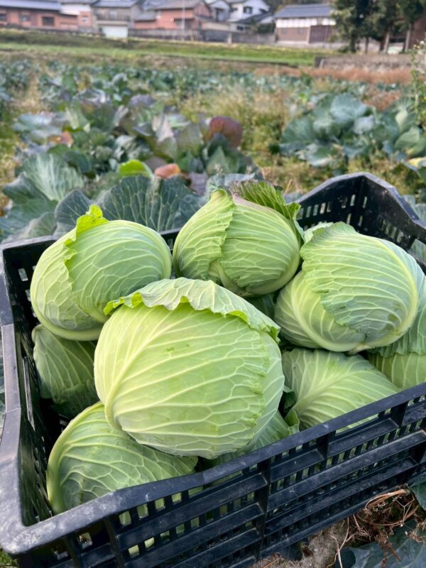 2026年1月野菜01