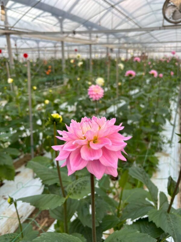 2026年2月お花01