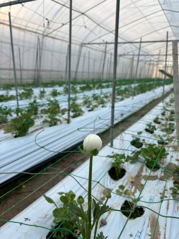 2026年2月お花02