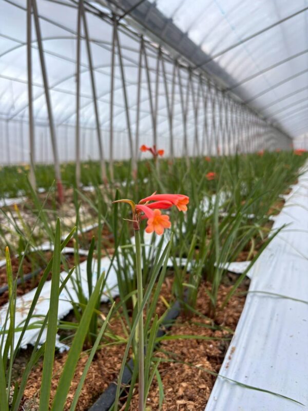 2026年2月お花03