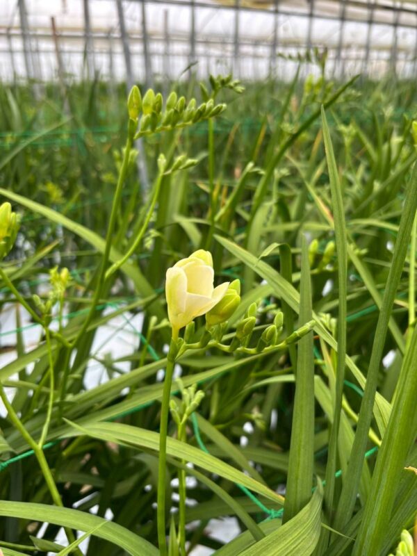 2026年3月お花06