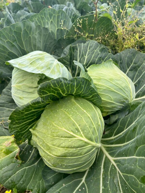 2026年5月 野菜01