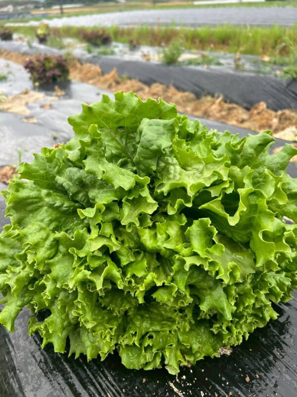 2026年5月 野菜03