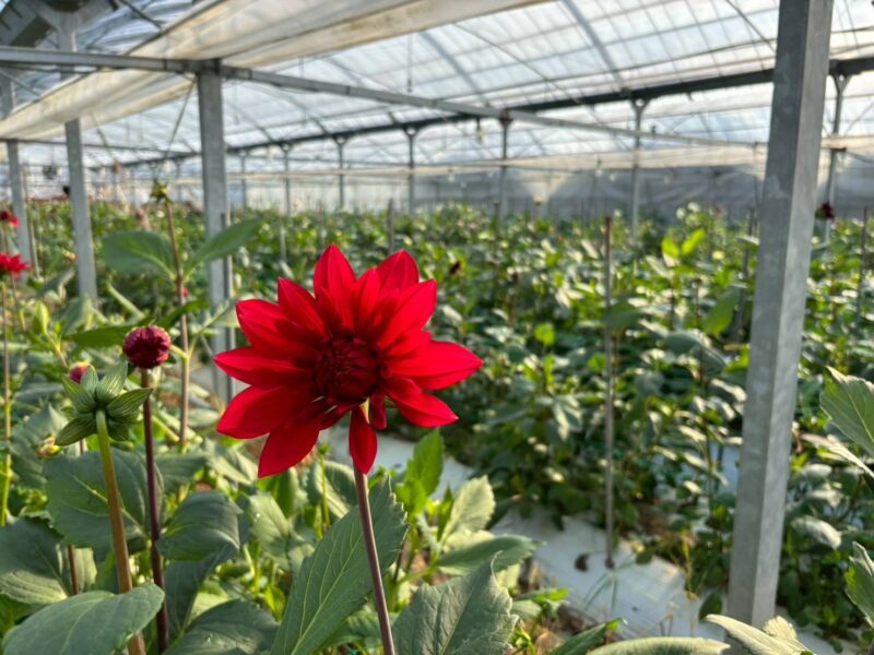 2026年5月 お花01