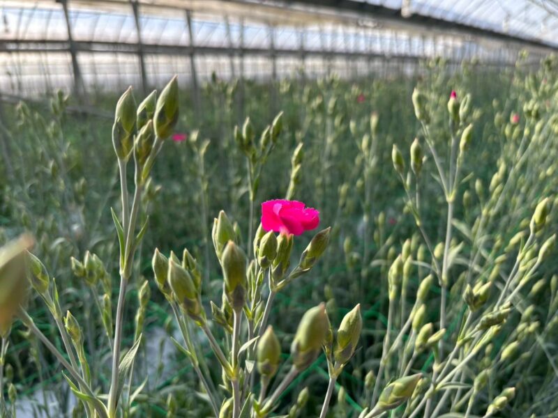 2026年5月 お花03