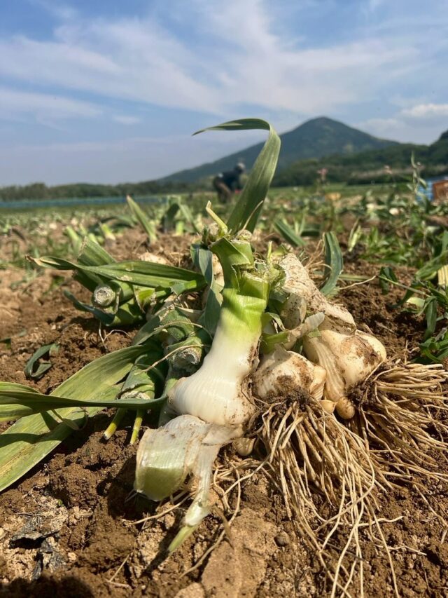【農作業風景】

ジャンボニンニクの収穫を約4週間かけて行いました🧄
「もつ鍋 楽天地」で使用していただきます！

福岡にお越しの際は是非「もつ鍋 楽天地」へ💁‍♂️

#ゴールデンウルヴス福岡#goldenwolvesfukuoka#gwf#農業#ハンドボール#handball#リーグH#糸島市