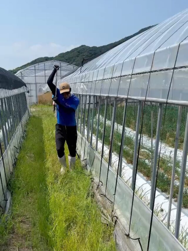 【今日の農作業】
今日から7月突入🌻
畑では日差しから花を守るために寒冷紗を張っています☀️😎

#ゴールデンウルヴス福岡#goldenwolvesfukuoka#gwf#農業#ハンドボール#handball#リーグH#糸島市