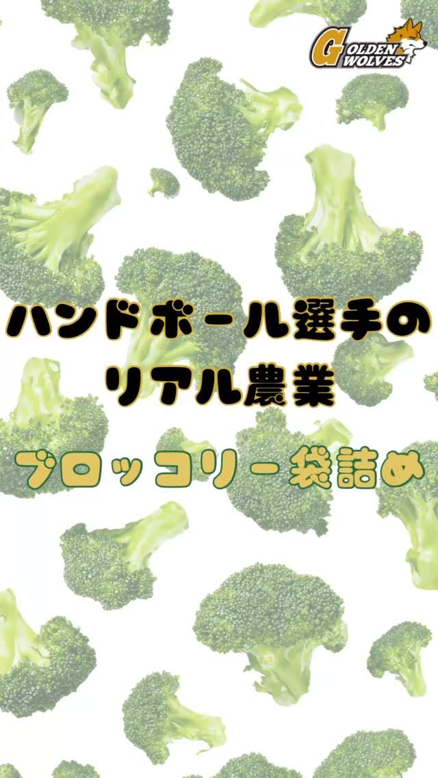 【ハンドボール選手のリアル農業】
リアルな農業の裏側🧑‍🌾
何袋できたと思う？🥦

#ゴールデンウルヴス福岡#ウルヴス#農業#ハンドボール