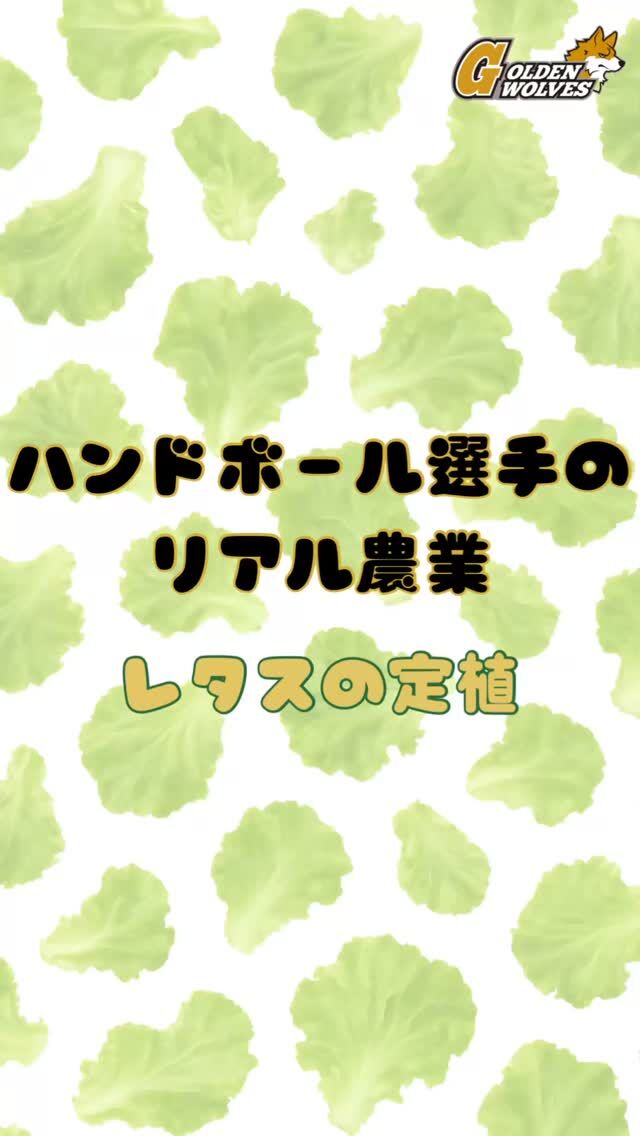 【ハンドボール選手のリアル農業】
手作業で植えていくよ🥬

#ゴールデンウルヴス福岡#ウルヴス#農業#ハンドボール