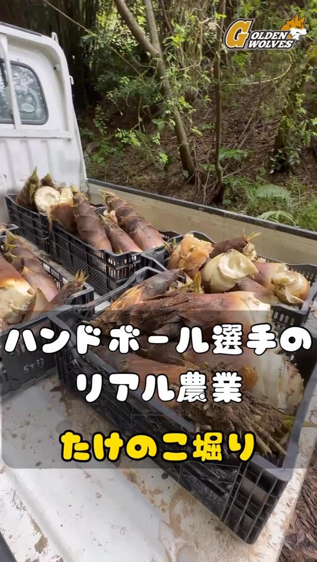 【ハンドボール選手のリアル農業】
今年も筍シーズン到来🌿
みんなで掘って軽トラ満タン！
伊都菜彩に出荷予定です🙌
見つけたらぜひ🌟

#ゴールデンウルヴス福岡#ウルヴス#農業#ハンドボール