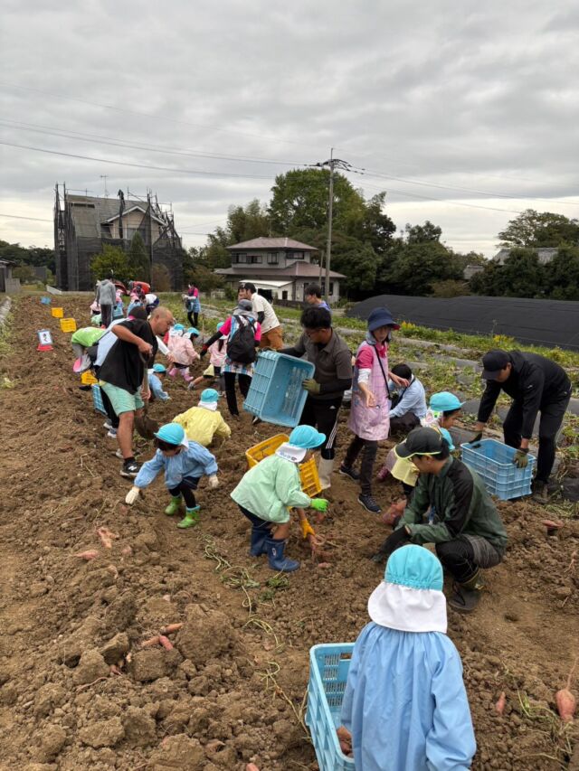 【芋掘り遠足🍠】

本日はウルヴス畑にて、幼稚園の園児たちと芋掘り遠足を行いました🐺🌱

選手たちは、園児の皆さんが芋掘りを楽しめるよう、畑の準備を行いました🍠✨

土の中から大きなお芋が出てくると、子どもたちは大喜び😊

自然に触れながら、楽しい時間を過ごすことができました！

ご参加いただいた皆さま、ありがとうございました✨

#ゴールデンウルヴス福岡#ウルヴス#農業#ハンドボール#リーグH